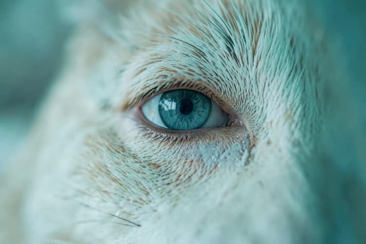 Como Cuidado Ocular Ozonizado pode ajudar